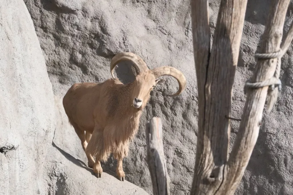 Aoudad
