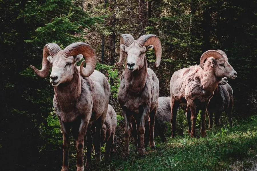 Bighorn Texas