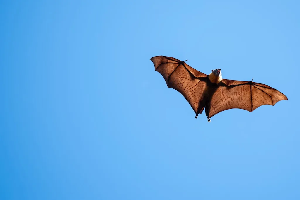 Chauve souris
