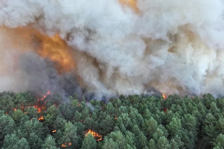 Feu foret fontainebleau
